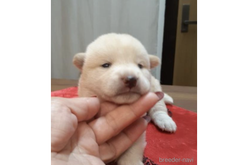 成約済の富山県の柴犬-202064の3枚目